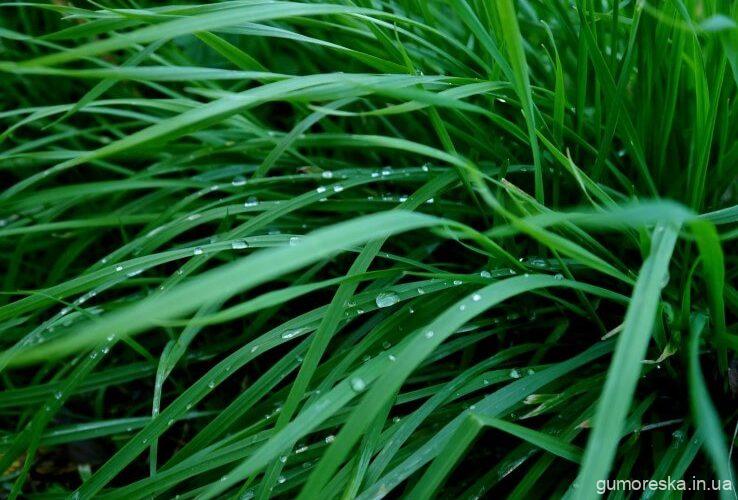 Сонник до чого сниться Трава: бачити зелену траву, лежати