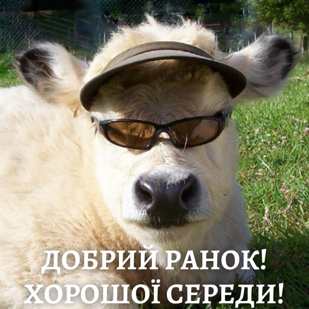 Животные с телками. Корова в очках. Смешные коровы. Животное в очках. Крутая корова.