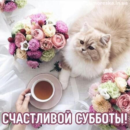 милое доброе утро субботы скачать бесплатно на русском