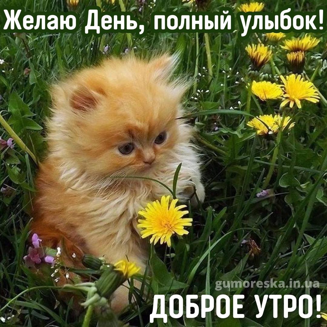 Добрые котята фото. Рыжий котёнок. Рыжий котенок в цветах. Кот в одуванчиках. Пушистые котята.