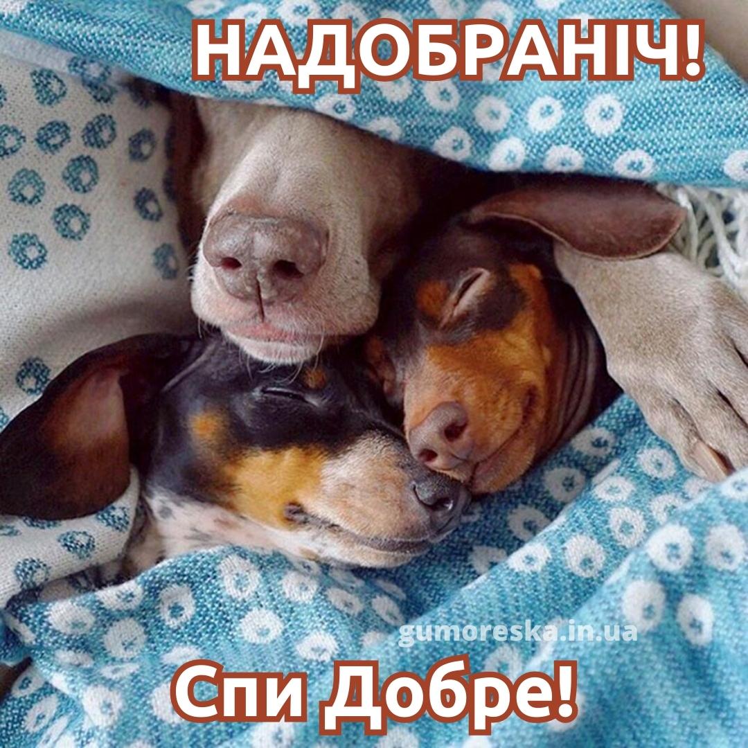 Собаки вместе спят. Спящие животные. Забавные животные спят. Добрые животные.