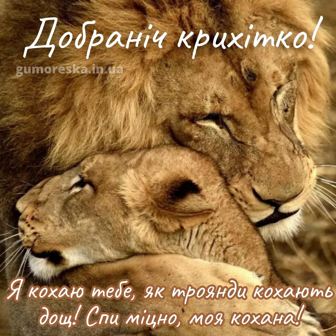 Animal couple. Любовь животных. Лев и львица. Животные пары. Лев.