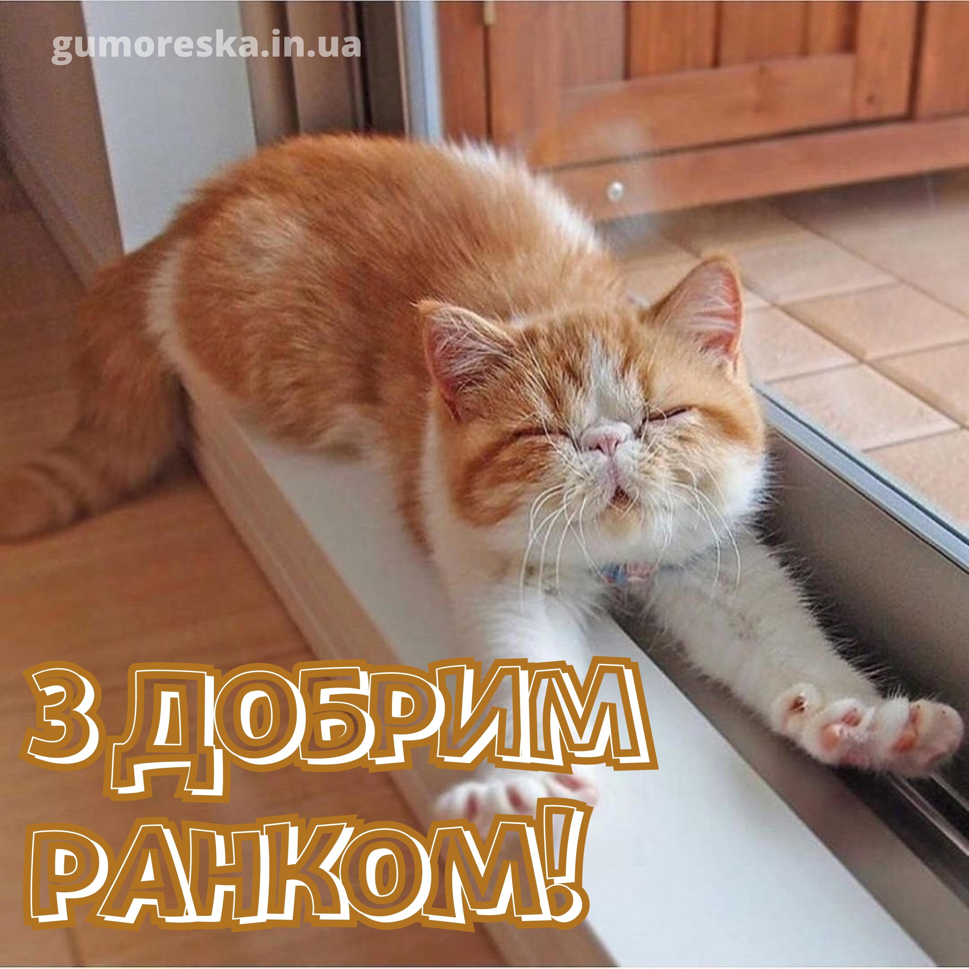 Добрый котик. Кот потягивается. Кошачьи потягушки. Кот проснулся потянулся. Рыжий кот потягивается.